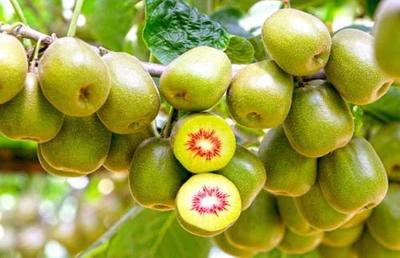 野生紅心獼猴桃