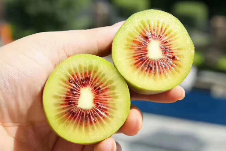 紅色文化打造百億產(chǎn)業(yè),第三屆中國(guó)蒼溪紅心獼猴桃采摘節(jié)