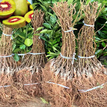 湖南紅心獼猴桃苗