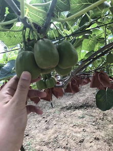 情懷我只賣(mài)這一次,品質(zhì)才是我的生命 蒼溪紅心獼猴桃