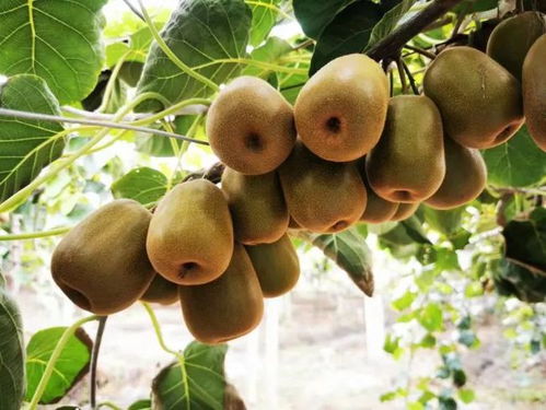 甜糯清香的本地紅心獼猴桃熟啦 周末采摘約起來