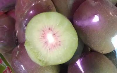 紅心獼猴桃不到采摘期,某批發(fā)市場卻每天賣幾十噸!到底害了誰?