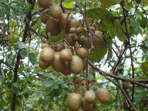 最快0.5h 成都周邊摘火龍果葡萄獼猴桃,賞花果同樹奇觀