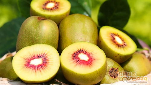 廣西樂業紅心獼猴桃季