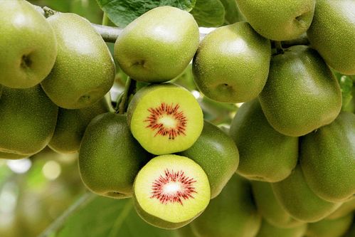 全國哪的獼猴桃最好吃 認準這5個獼猴桃產地,看看有你家鄉嗎