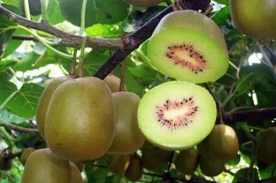 【拼團】&ldquo;紅色軟黃金&rdquo;云南屏邊紅心獼猴桃新鮮來襲!_美食_網