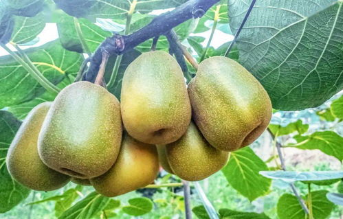 你饞了嗎 高縣紅心獼猴桃上市,還不快來