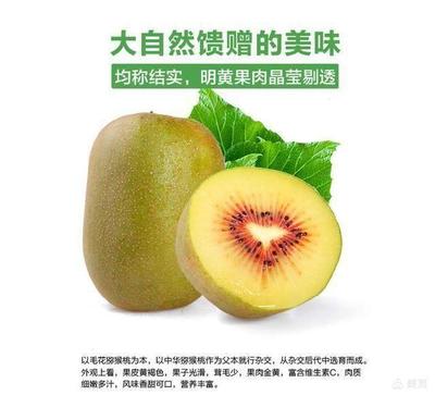 舌尖上的美味~水城紅心獼猴桃