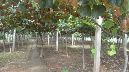 白龍橋鎮百畝紅心獼猴桃臨近采摘季