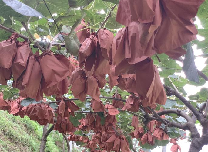 六盤水必嘗特產:紅心獼猴桃