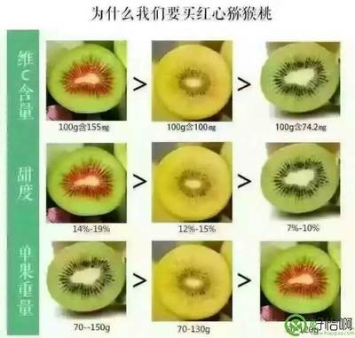 吃貨的福利-正宗的蒲江紅心獼猴桃即將上市