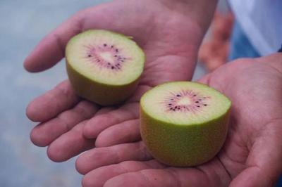 樂山這里的獼猴桃熟啦!采摘攻略請收下&rarr;