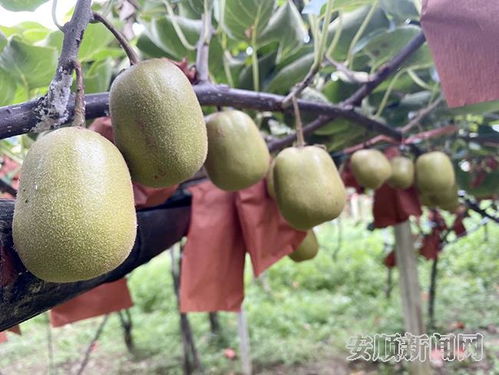 下哨村紅心獼猴桃 托起村民致富夢