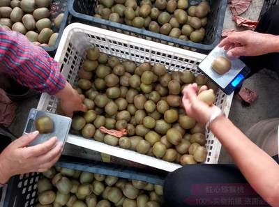 平凡植物提現(xiàn)出來的“獼猴桃精神”——紅心獼猴桃的啟示