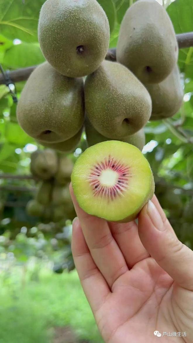 紅心獼猴桃上市 驚艷味蕾，包郵到家