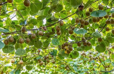 山西平陸 紅心獼猴桃 清甜隨“豐”而至