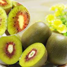 蒼溪縣八廟鎮(zhèn)總共坪家庭農(nóng)場 匠心培育，紅心獼猴桃的甜蜜饋贈