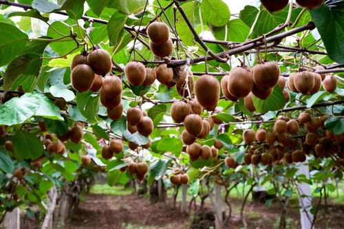 金桃獼猴桃的海外傳奇 從中國山野到全球餐桌的商業啟示