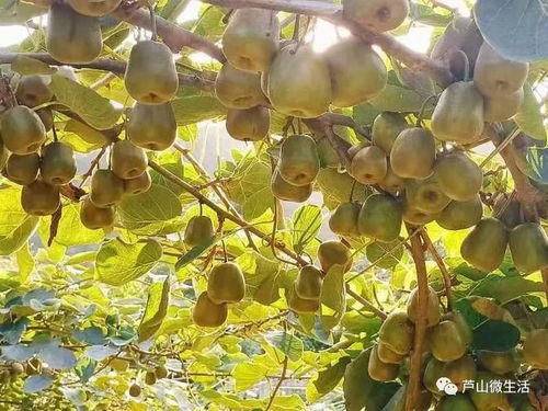 紅心獼猴桃甜蜜來襲，驚艷味蕾，包郵到家！