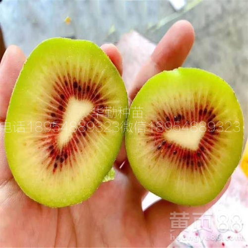 紅心獼猴桃 北國種植的挑戰與希望