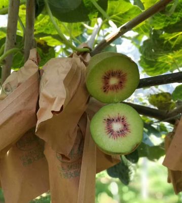 巴適！金堂紅心獼猴桃，就是這個味兒！