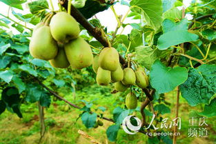 萬盛萬東鎮紅心獼猴桃喜迎掛果，特色產業繪就鄉村振興新圖景
